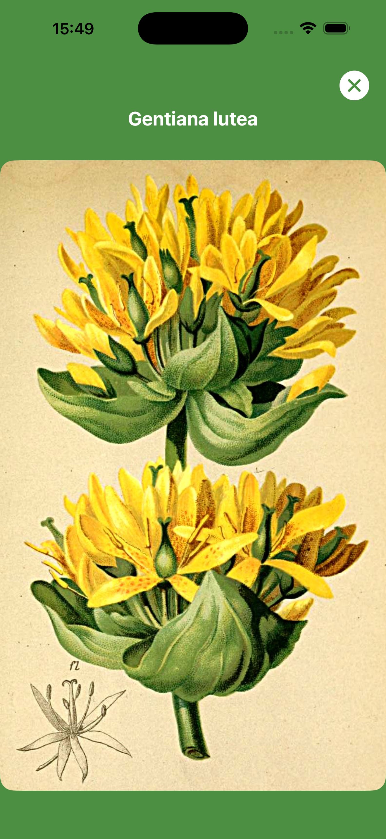 Botanische Illustration: Gentiana lutea