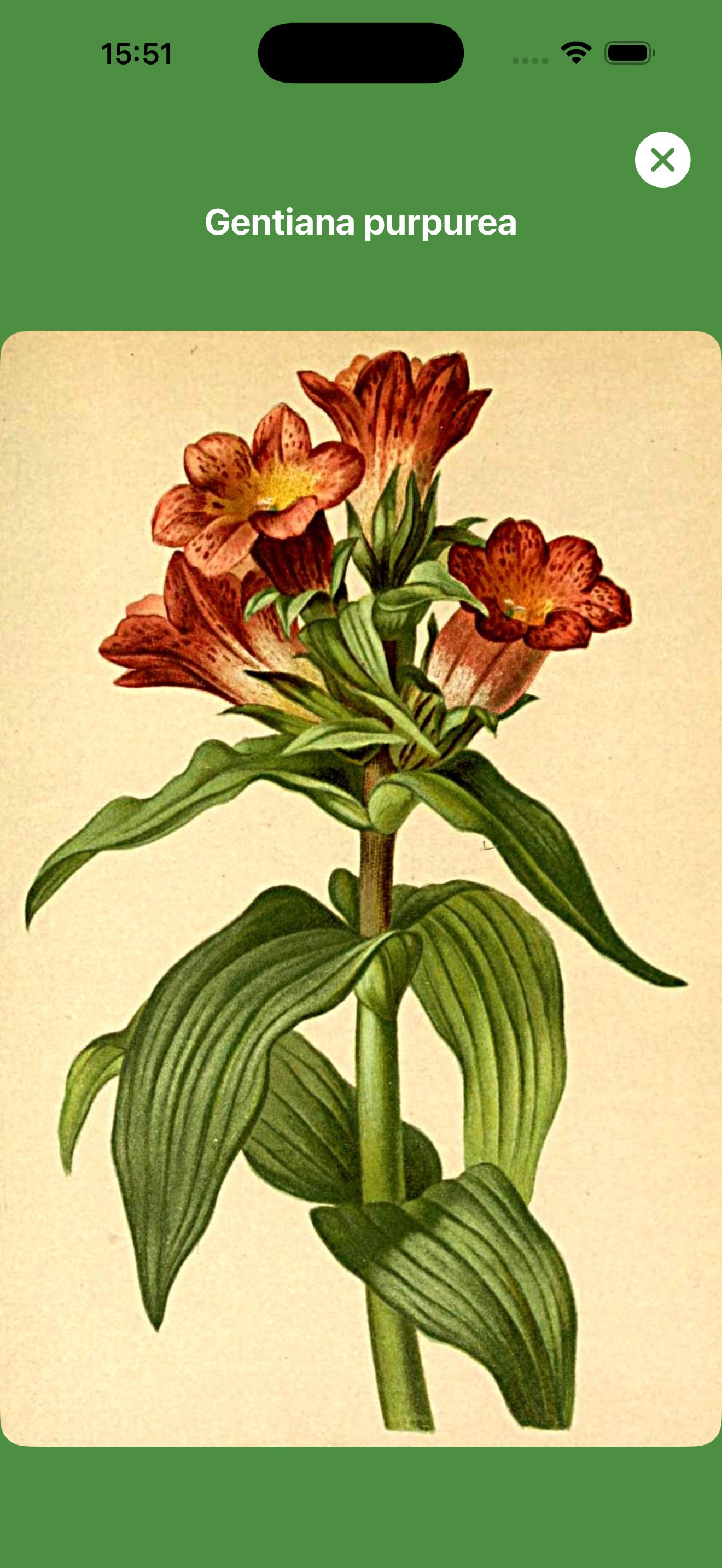 Gentiana purpurea Illustration