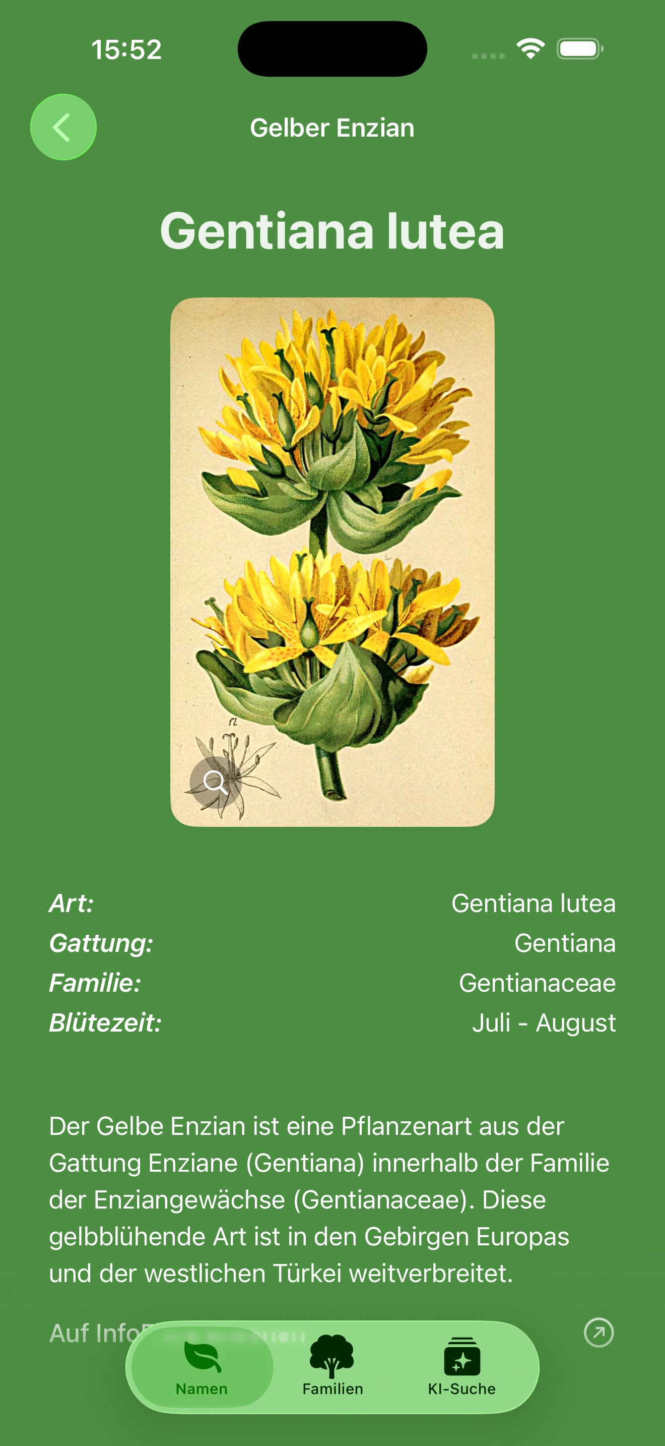 Pflanzendetail: Gentiana lutea mit botanischen Infos